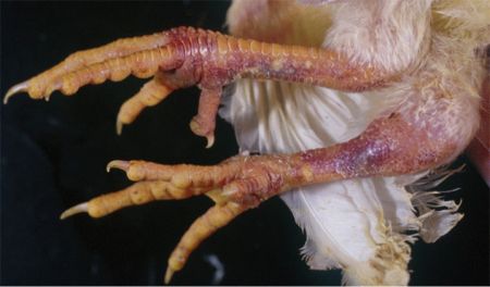 ���C���t���G���U�̏Ǐ�